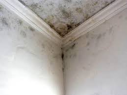 Best Post-Construction Mold Inspection  in Chester, WV